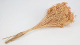 Broom Bloom getrocknet - 1 Strauß - Pfirsich - Si-nature