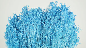 Broom Bloom getrocknet - 1 Strauß - Azurblau - Si-nature