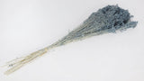 Broom Bloom konserviert - 1 Strauß - Blaugrau - Si-nature