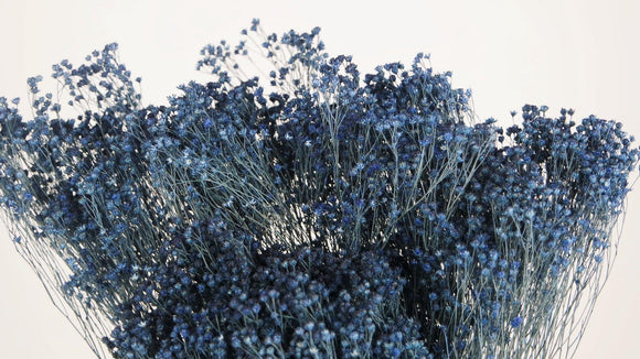 Broom Bloom getrocknet - 1 Strauß - Navy blau