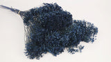 Broom Bloom getrocknet - 1 Strauß - Navy blau - Si-nature
