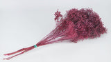 Broom Bloom getrocknet - 1 Strauß - Frost cassis - Si-nature