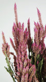 Celosia getrocknet - 1 Bund - Naturfarbe rosa