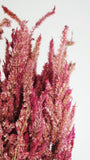 Celosia Plumosa getrocknet - 1 Bund - Rosa - Si-nature
