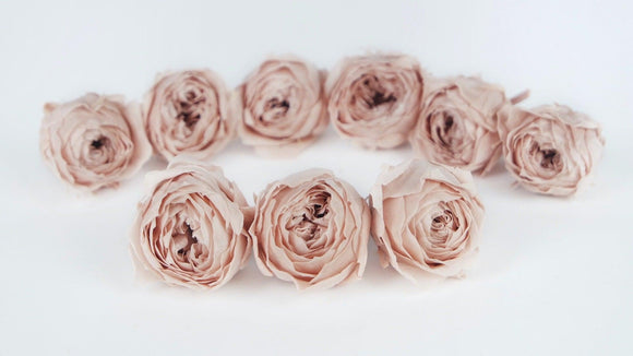 Rosen konserviert Cocotte Earth Matters - 9 Köpfe - Champagne Pink 131 - Si-nature