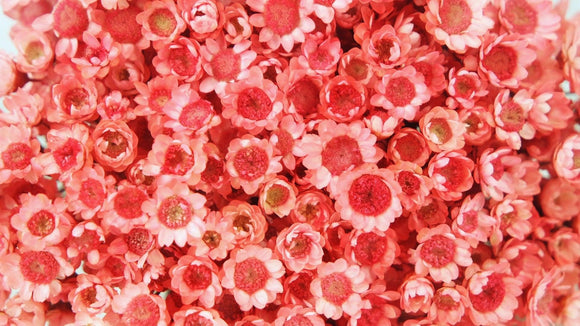Glixia getrocknet - 1 Bund - Coral