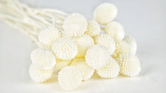 Preserved craspedia - 20 stems - White