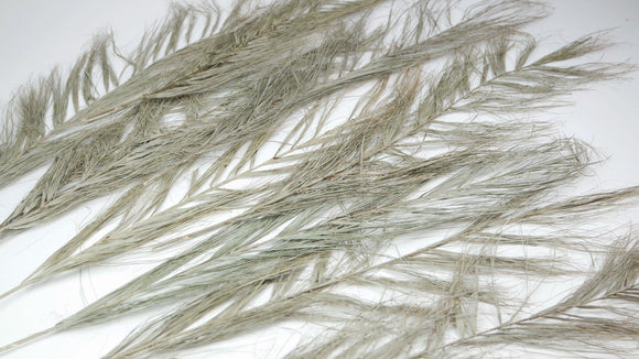 Date Djat - 1 Strauß - Naturfarbe