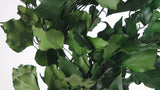 Stabilisierter Efeu ohne Beeren - 1 Strauß - Grün - Si-nature
