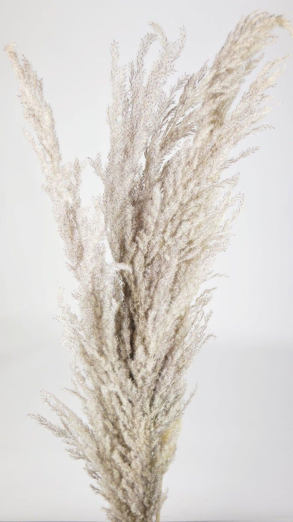 Erianthus 100 cm - 5 Stängel - Naturfarbe