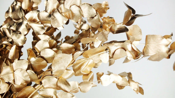 Konservierter Eukalyptus Spiral - 1 Bund - Gold