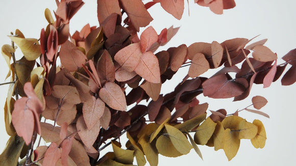Konservierter Eukalyptus Stuartiana - 1 Bund - Herbstfarbe