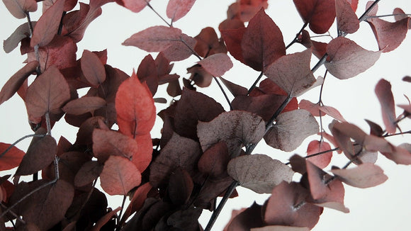 Konservierter Eukalyptus Stuartiana - 1 Bund - Rot