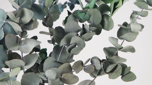 Konservierter Eukalyptus Cinerea - 1 Bund - Grün