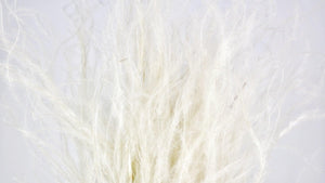 Federgras - 1 Bund - Naturfarbe