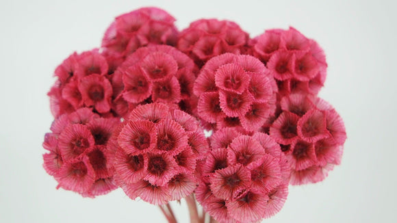 Scabiosa stellata - 10 Stängel - Flamingo