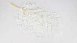 Farn Schneeflocke konserviert - 10 Stiele - Weiß - Si-nature