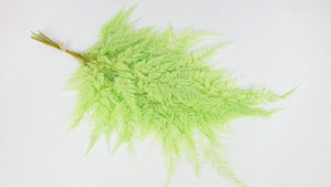 Farn Schneeflocke konserviert - 10 Stiele - Springgrün - Si-nature