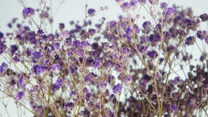 Gypsophile stabilisé - 1 botte - Violet