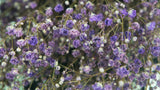 Gypsophile stabilisé - 1 botte - Violet