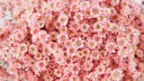 Glixia getrocknet - 1 Bund XL - Vintage rosa - Si-nature
