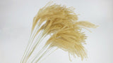 Golden Grass - 20 Stängel - Naturfarbe - Si-nature