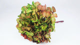 Konservierte Hortensie - 1 Kopf - Grün und Rot - Si-nature