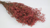 Gypsophile stabilisé - 1 botte - Berry