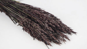 Hafer getrocknet - 1 Bund - Deep brown
