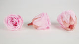 Stabilisierte Rosen 5,5 cm - 4 Stück - Hellrosa - Si-nature