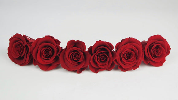 Stabilisierte Rosen 5 cm - 6 Stück - Hellrot