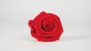 Stabilisierte Rose 8 cm - 1 Stück - Hellrot
