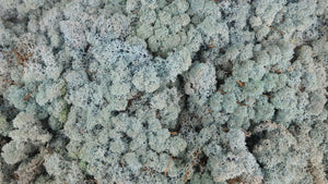 Konserviertes Islandmoos - 5 kg - Blau - Si-nature