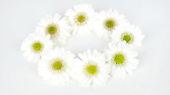 Gerbera konserviert Earth Matters - 9 Köpfe - White 015