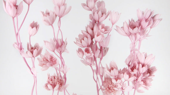 Sterndolde Astrantia konserviert Earth Matters - 1 Bund - Crystal Pink 111