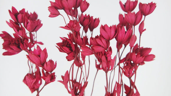Sterndolde Astrantia konserviert Earth Matters - 1 Bund - Wine red 471