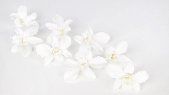 Orchidee Dendrobium konserviert Earth Matters - 8 Köpfe - Pure white 010
