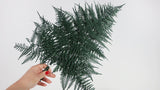 Coral fern preserved - 6 stems - Green