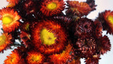 Strohblumen - 1 Bund - Naturfarbe rot - Si-nature
