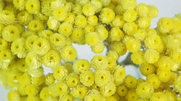 Italienische Strohblumen - 1 Strauß - Naturfarbe gelb
