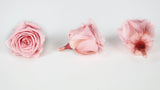 Rosen konserviert Izumi Earth Matters - 9 Köpfe - Vanilla pink 133 - Si-nature