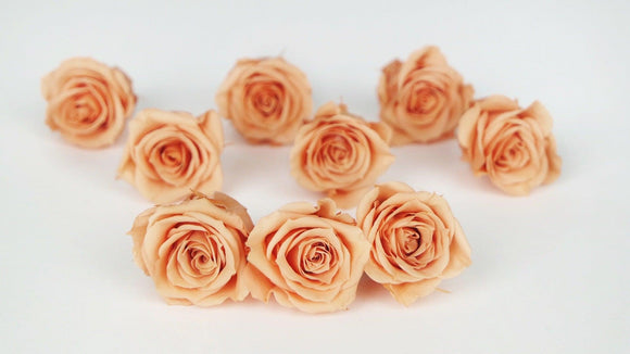 Rosen konserviert Izumi Earth Matters - 9 Köpfe - Tart orange 382 - Si-nature