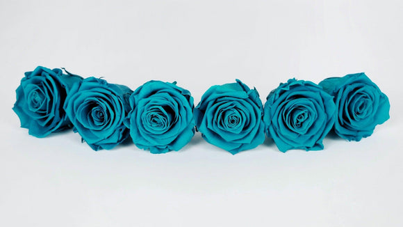 Stabilisierte Rosen Kiara  6 cm - 6 Stück - Aqua marine