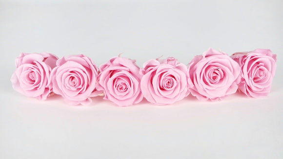 Stabilisierte Rosen Kiara  6 cm - 6 Stück - Bridal pink