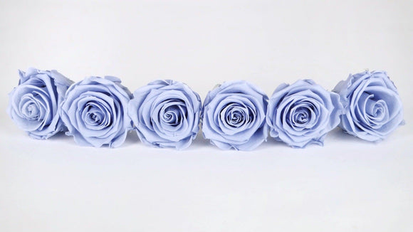 Stabilisierte Rosen Kiara  6 cm - 6 Stück - Cool lavender