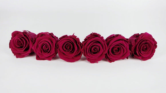 Stabilisierte Rosen Kiara  6 cm - 6 Stück - Hot pink