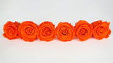 Stabilisierte Rosen Kiara 6 cm - 6 Stück - Orange flame - Si-nature