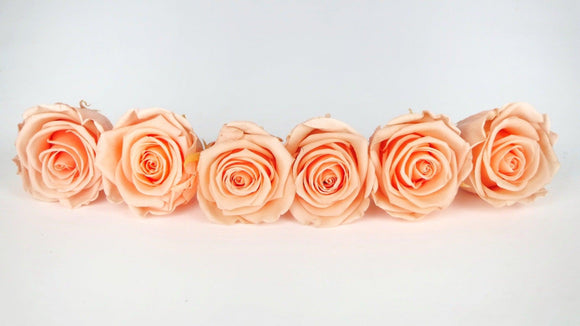 Stabilisierte Rosen Kiara 6 cm - 6 Stück - Perfect peach