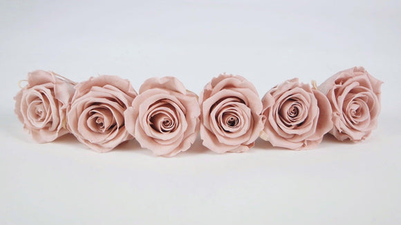 Stabilisierte Rosen Kiara  6 cm - 6 Stück - Antique pink