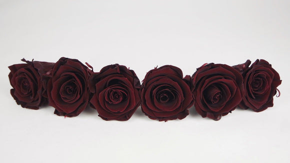 Stabilisierte Rosen Kiara  6 cm - 6 Stück - Bordeaux